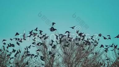 鸟群的生活方式叫蓝天秋天从一棵树上起飞。 一群乌鸦，黑鸟，干树。 鸟鸟